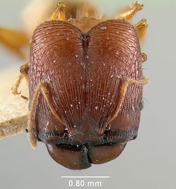 Media type: image; Entomology 9161